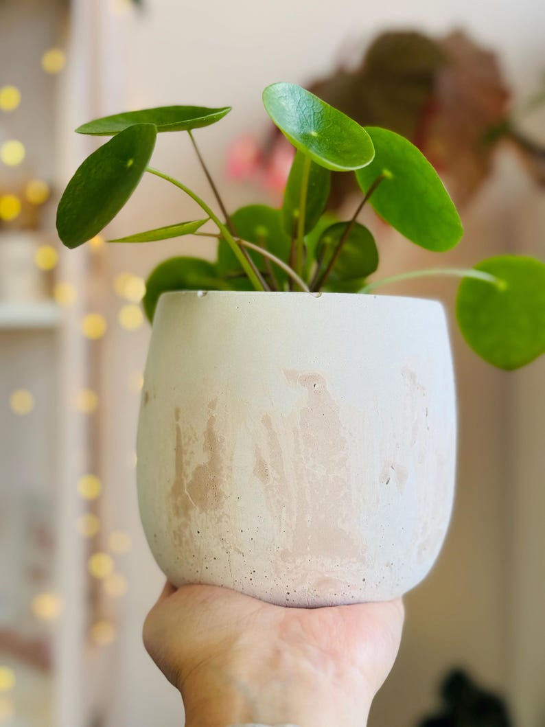 Pode incluir: Uma planta verde de folhas em um vaso de concreto oval de cor cinza claro com um design marmorizado marrom claro.