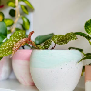 Peut inclure: Plusieurs petits pots de fleurs ronds en béton blanc, rose et vert menthe. Chaque pot contient une plante verte vibrante avec des feuilles tachetées. Les pots sont disposés sur une étagère blanche.