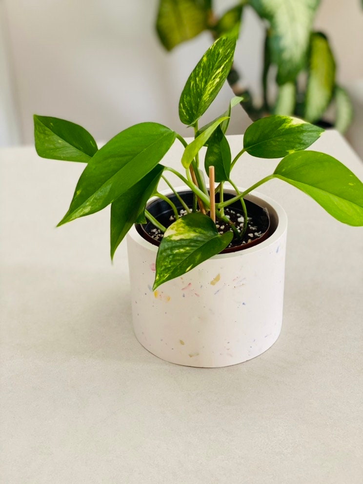 Terrazzo Design Cache-Pot | Jesmonite 15 cm Artisanal Décor Plantes Intérieurs Blanc Jaune Rose