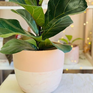 Peut inclure: Un pot de fleurs rose pâle et blanc avec un ficus lyrata. Le pot a un motif marbré sur la moitié inférieure.