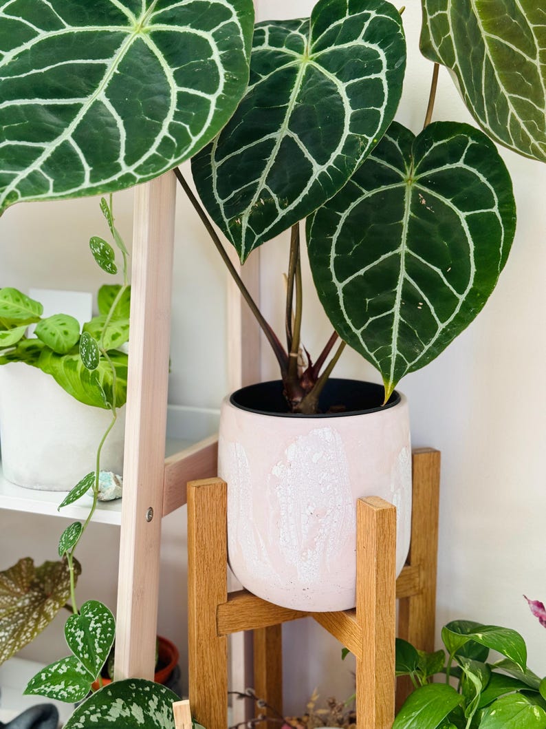 May include: A potted Anthurium crystallinum plant with large, dark green leaves and prominent white veins. The plant is in a light pink ceramic pot with a white speckled design, set on a wooden plant stand. Other plants are visible on a shelf in the background.