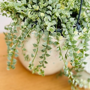 Könnte beinhalten: Eine hängende Dischidia ovata Pflanze mit panaschierten grünen und cremefarbenen Blättern in einem gesprenkelten, cremeweißen Hängeübertopf. Die Pflanze hat zahlreiche lange, dünne Stängel, die über die Seiten des runden Topfes hängen.