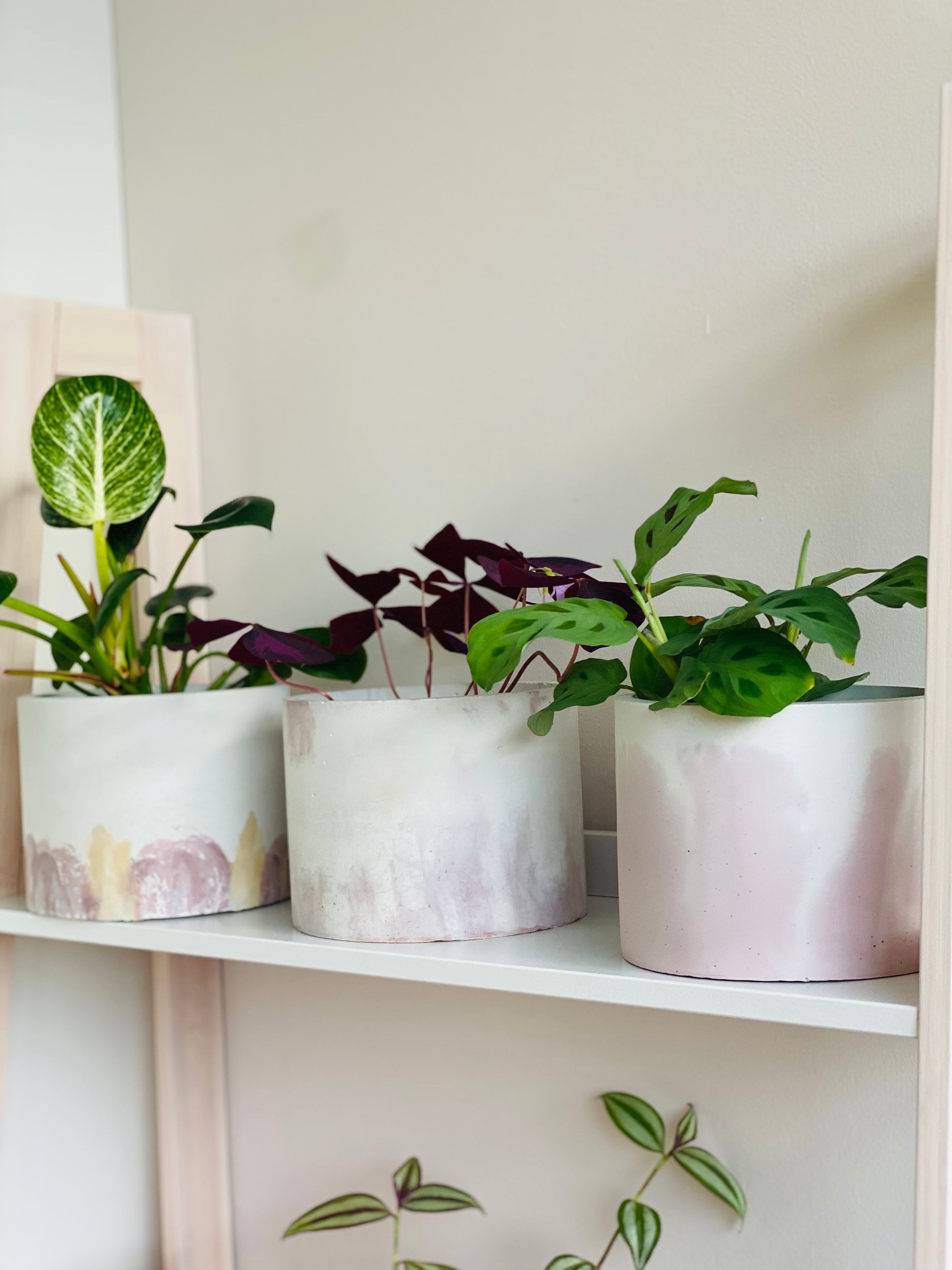 Set 3 Pots Céramique Prêt à germer Herbe Aromatique Japonaise – Le  Jardinier de Montmartre