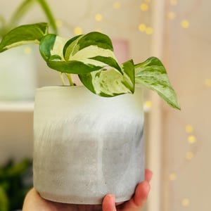 May include: A white and gray ombre concrete planter with a variegated green and white leafy plant inside.