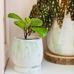 Pode incluir: Duas plantas em vasos, uma com folhas verdes e um vaso de concreto branco e verde manchado, e a outra com folhas verdes e brancas manchadas e um vaso de concreto branco e verde manchado.