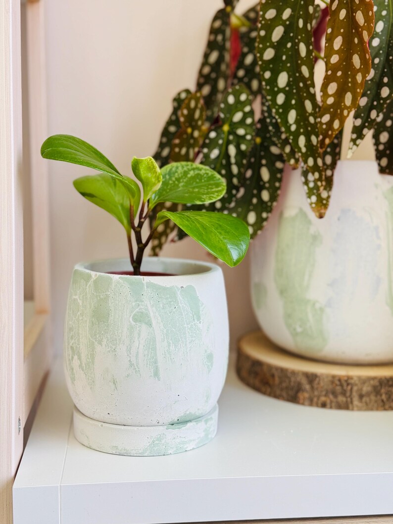 Pode incluir: Duas plantas em vasos, uma com folhas verdes e um vaso de concreto branco e verde manchado, e a outra com folhas verdes e brancas manchadas e um vaso de concreto branco e verde manchado.