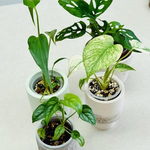 Peut inclure: Quatre plantes d'intérieur en pot, dont une grande plante à feuilles en forme de cœur, un monstera panaché aux feuilles blanches et vertes, un monstera adansonii aux feuilles perforées et une petite plante aux feuilles texturées dans des pots gris.