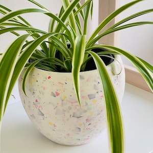 Könnte beinhalten: Eine grün-weiße Grünlilie in einem weißen Keramiktopf mit einem gesprenkelten Muster in Rosa, Gelb, Blau und Grau.