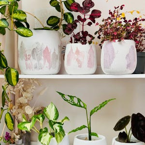 Puede incluir: Cinco macetas de cer&aacute;mica blanca con dise&ntilde;os abstractos rosas y grises, cada una con una planta de interior diferente. Las plantas incluyen una monstera variegada, un pothos, un filodendro y otras dos plantas con hojas rojas.