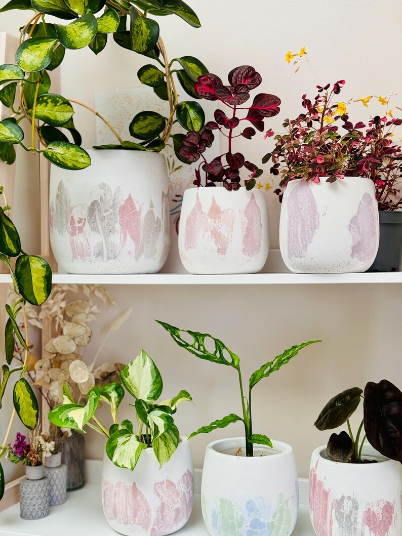 Puede incluir: Cinco macetas de cer&aacute;mica blanca con dise&ntilde;os abstractos rosas y grises, cada una con una planta de interior diferente. Las plantas incluyen una monstera variegada, un pothos, un filodendro y otras dos plantas con hojas rojas.