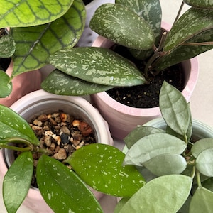 Può includere: Vista dall'alto di diverse piante in vaso con varie forme e trame di foglie. Le foglie variano di colore dal verde chiaro allo scuro, alcune con motivi maculati. I vasi sono in tonalità di rosa e bianco.