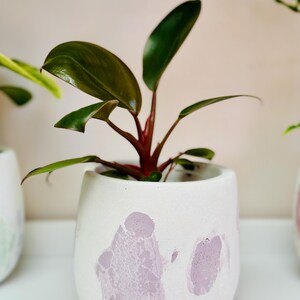 Puede incluir: Una planta de interior con hojas verde oscuro en una maceta de cer&aacute;mica blanca con vetas rosas y moradas. La maceta es redonda y tiene una superficie ligeramente texturizada.