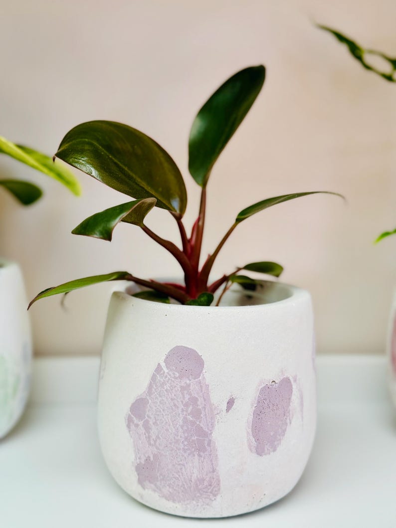 Puede incluir: Una planta de interior con hojas verde oscuro en una maceta de cer&aacute;mica blanca con vetas rosas y moradas. La maceta es redonda y tiene una superficie ligeramente texturizada.