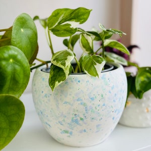 Könnte beinhalten: Ein weißer Keramiktopf mit blauen und grünen Flecken, in dem eine grün-weiß panaschierte Pflanze wächst. Der Topf hat eine abgerundete Form und eine glatte, strukturierte Oberfläche.