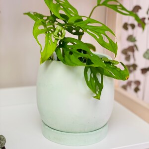Pode incluir: Um vaso de cer&acirc;mica verde claro com formato redondo e um pires correspondente. Uma planta Monstera verde com folhas grandes e perfuradas est&aacute; crescendo no vaso.