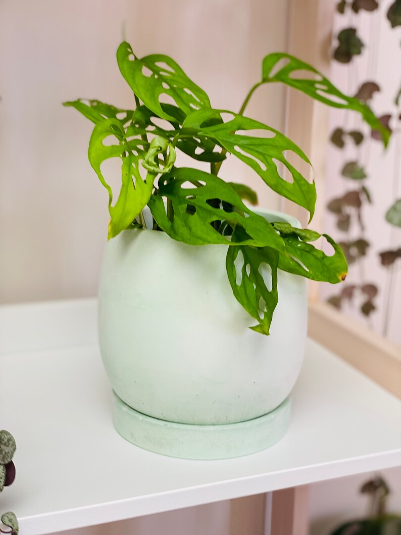 Pode incluir: Um vaso de cer&acirc;mica verde claro com formato redondo e um pires correspondente. Uma planta Monstera verde com folhas grandes e perfuradas est&aacute; crescendo no vaso.