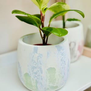Puede incluir: Una peque&ntilde;a planta en maceta con hojas verdes y blancas variegadas en una maceta de cer&aacute;mica blanca con un dise&ntilde;o marmoleado azul y verde.