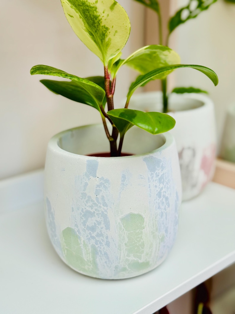 Puede incluir: Una peque&ntilde;a planta en maceta con hojas verdes y blancas variegadas en una maceta de cer&aacute;mica blanca con un dise&ntilde;o marmoleado azul y verde.