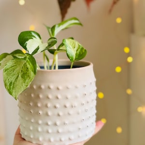 May include: A small, textured, off-white ceramic planter with a pattern of small bumps. The planter holds a green and white variegated plant. The plant has several leaves with a mix of green and white coloring. The planter is held in a hand.