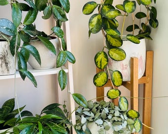 Caja de Esquejes de Hoya – 4 Variedades | Plantas coleccionables Hoya Carnosa, Pubicalyx, Australis Lisa, Krohniana Eskimo