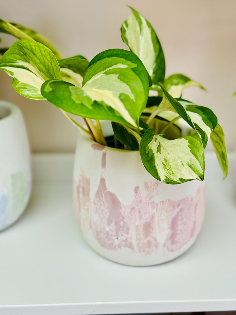 Puede incluir: Una planta en maceta con hojas verdes y blancas variegadas en una maceta de cer&aacute;mica blanca con vetas rosas y blancas.