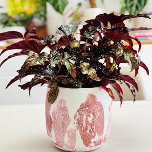 Peut inclure: Une plante en pot avec des feuilles bordeaux foncé et un feuillage vert et argenté moucheté. La plante est dans un pot en céramique blanc avec un motif rose abstrait. Le pot est rond et posé sur une surface blanche.