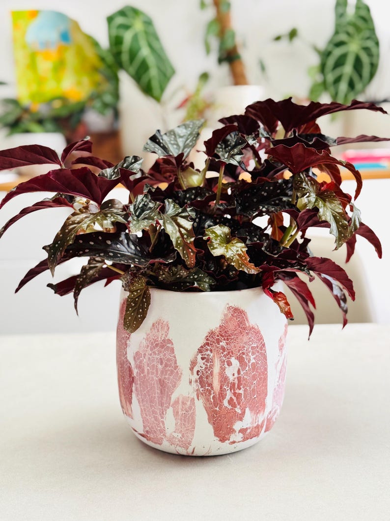May include: A potted plant with dark burgundy leaves and speckled green and silver foliage. The plant is in a white ceramic pot with a pink, abstract pattern. The pot is round and sits on a white surface.