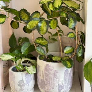 Puede incluir: Tres plantas en maceta con hojas variegadas. Las plantas est&aacute;n en macetas de cer&aacute;mica blanca con un dise&ntilde;o pintado de color morado claro. Las macetas est&aacute;n en un estante blanco.