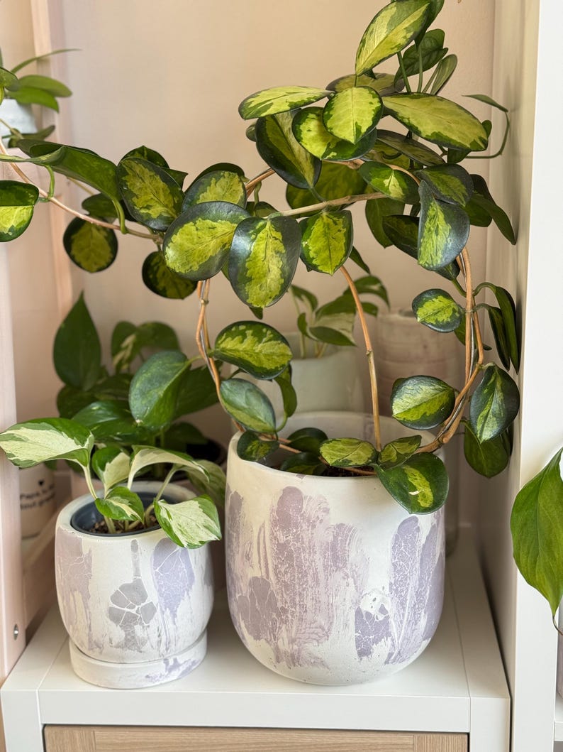 Puede incluir: Tres plantas en maceta con hojas variegadas. Las plantas est&aacute;n en macetas de cer&aacute;mica blanca con un dise&ntilde;o pintado de color morado claro. Las macetas est&aacute;n en un estante blanco.