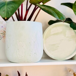 May include: A light green, textured concrete planter with a matching saucer. The planter holds a plant with large, dark green leaves and red stems. The objects are on a white shelf.