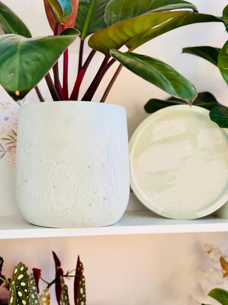 May include: A light green, textured concrete planter with a matching saucer. The planter holds a plant with large, dark green leaves and red stems. The objects are on a white shelf.