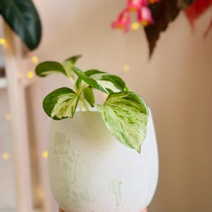 Japandi Design Bloempot & Schotel | Bloempot 11 CM Wit, Pastel | Gebarsten patroon afbeelding 9