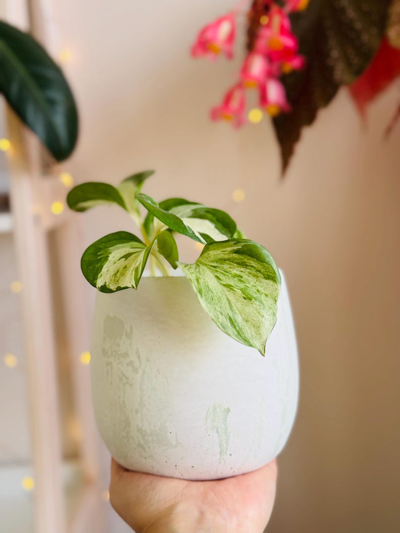 Japandi Design Bloempot & Schotel | Bloempot 11 CM Wit, Pastel | Gebarsten patroon afbeelding 9