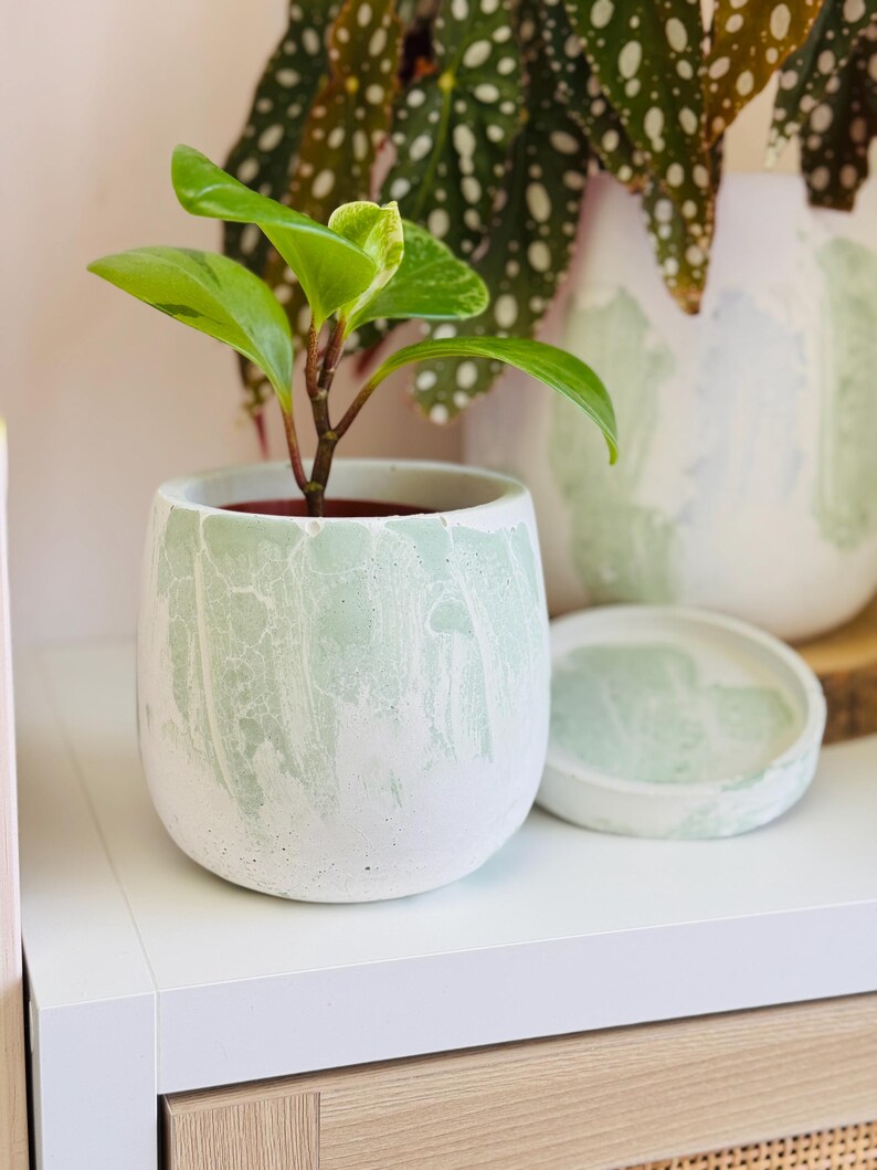 Pode incluir: Uma pequena planta verde em um vaso de concreto branco e verde com um pires correspondente. O vaso tem um efeito marmorizado.