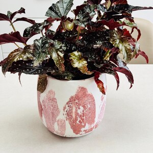May include: A potted plant with dark green and burgundy leaves speckled with white dots. The plant is in a white ceramic pot with a pink abstract design. The pot sits on a white surface.