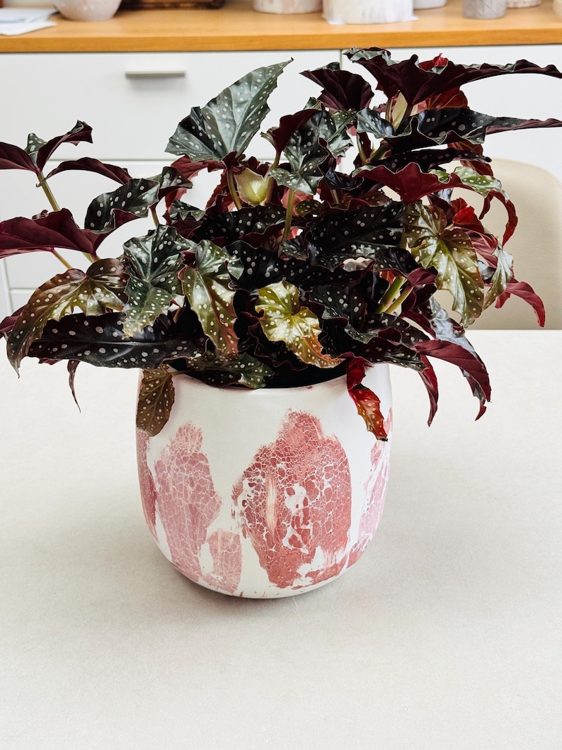 May include: A potted plant with dark green and burgundy leaves speckled with white dots. The plant is in a white ceramic pot with a pink abstract design. The pot sits on a white surface.
