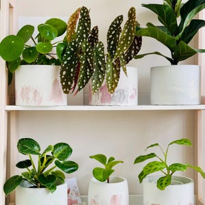 May include: Five potted plants on a white shelf. The plants are in white concrete pots with pink and white painted designs. The plants include a fiddle leaf fig, a money tree, a polka dot begonia, and two other plants.