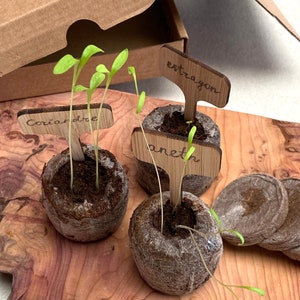 Puede incluir: Tres peque&ntilde;as plantas creciendo en macetas biodegradables marrones con marcadores de plantas de madera etiquetados como "coriandre", "aneth" y "estragon".