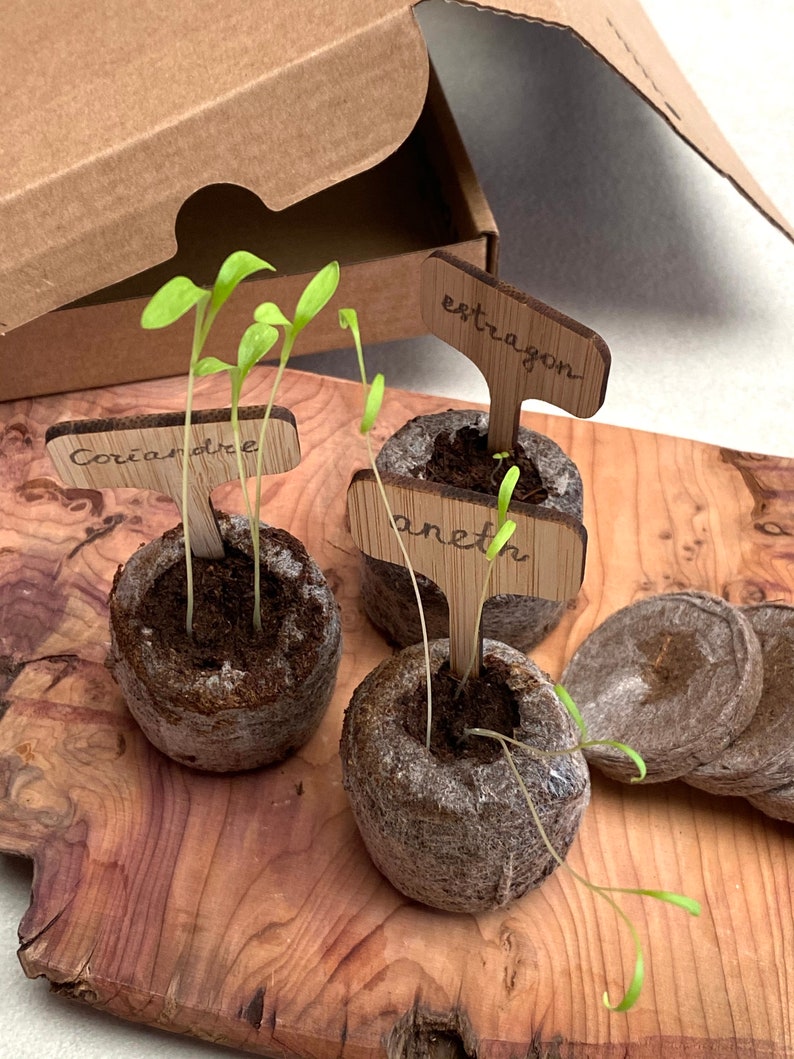 Puede incluir: Tres peque&ntilde;as plantas creciendo en macetas biodegradables marrones con marcadores de plantas de madera etiquetados como "coriandre", "aneth" y "estragon".