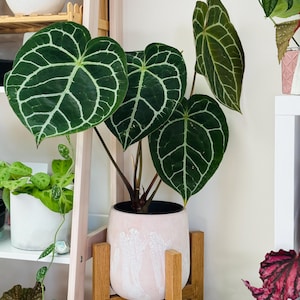 May include: Anthurium crystallinum plant in a pink and white speckled pot, set on a wooden plant stand. The plant features large, dark green leaves with prominent white veining. Other plants are visible in the background, creating a lush, indoor garden scene.