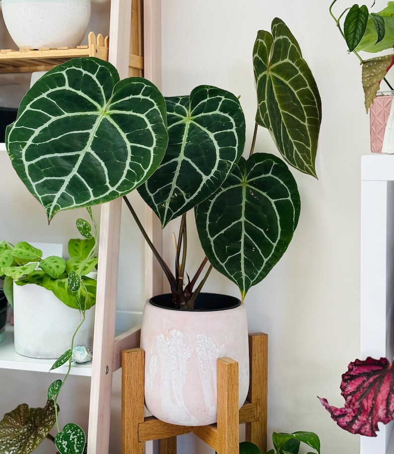 May include: Anthurium crystallinum plant in a pink and white speckled pot, set on a wooden plant stand. The plant features large, dark green leaves with prominent white veining. Other plants are visible in the background, creating a lush, indoor garden scene.
