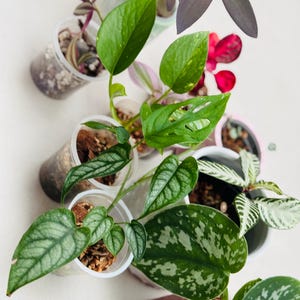 May include: An overhead shot of various potted plants with green, purple, and red leaves. The plants are in clear plastic cups and small pots. The leaves have unique patterns and textures, showcasing a variety of plant species.