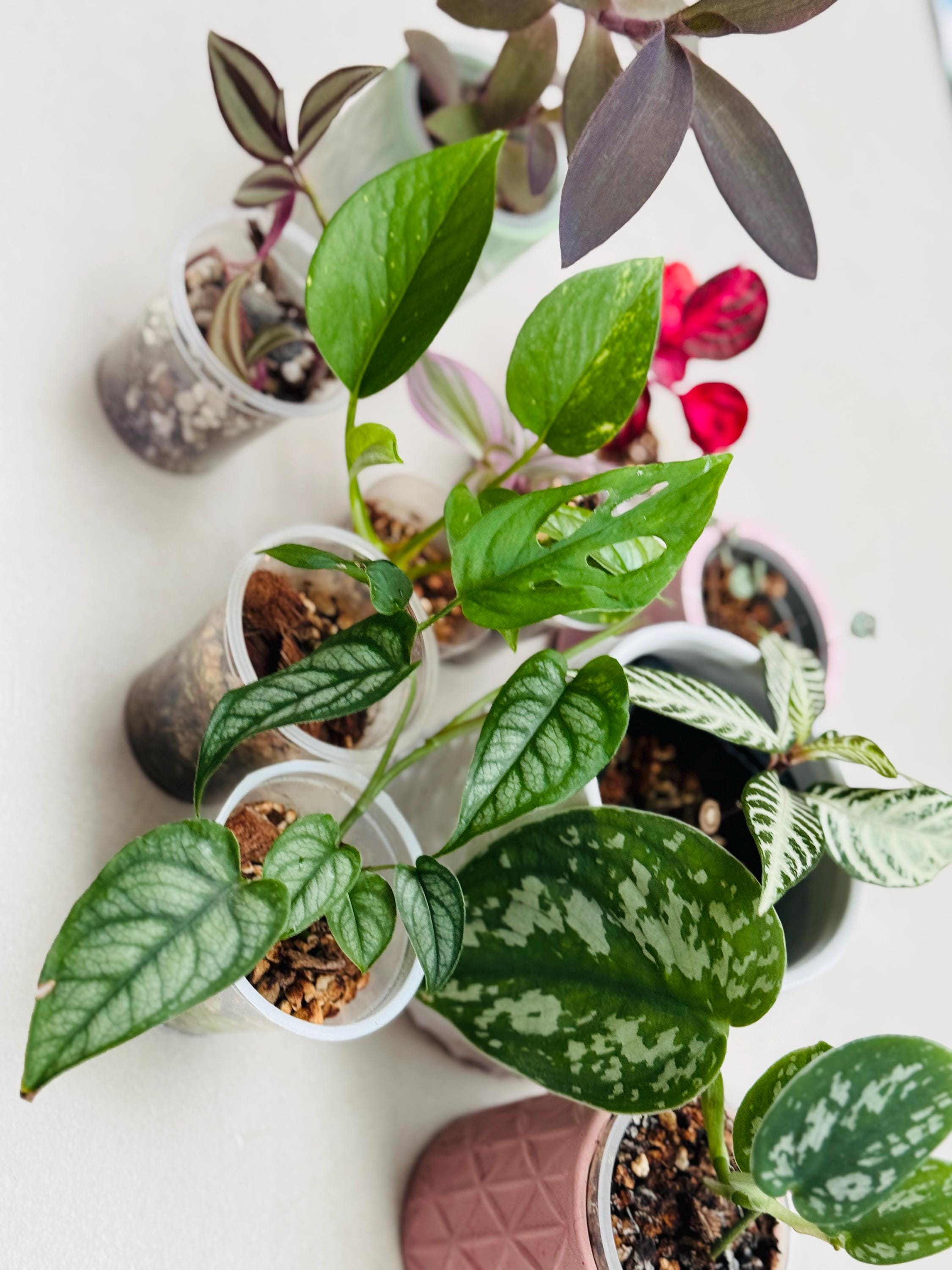 Monstera Siltepecana Variegated - Etsy Finland