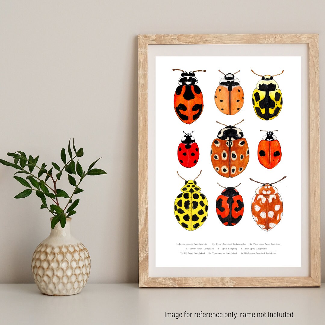 Art Print - 'ladybug Collage' the Insect Series. Watercolour Print ...