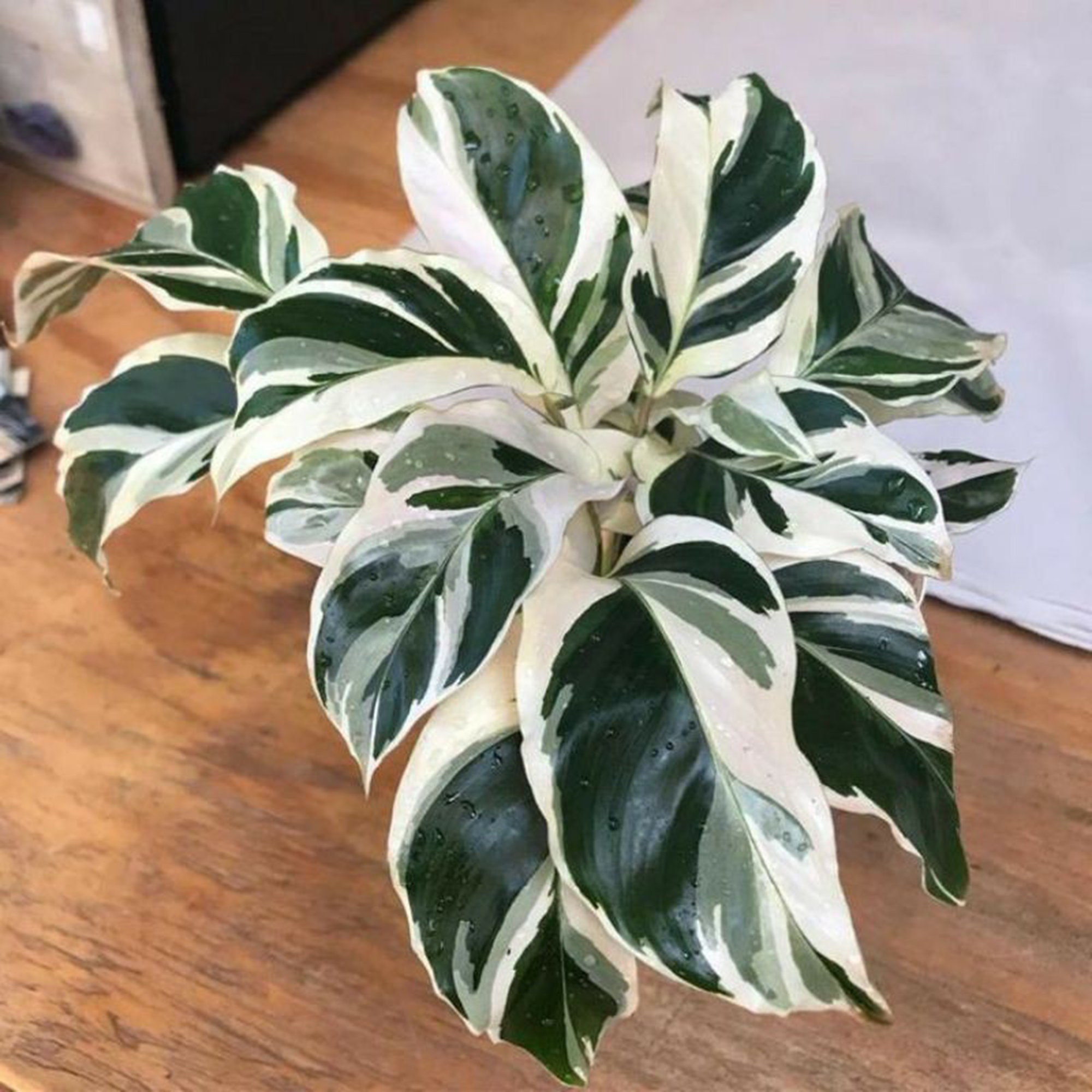 Calathea White Fusion Wholesale 20 plant 1 paquet gratuit Etsy