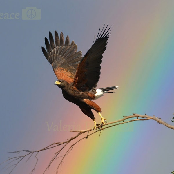 Hawk Photo - Bird Photography - Nature Rainbow Photography - Wildlife Metal Print - Southwest Home Decor - Square Bird Photo 8x8 10x10 20x20