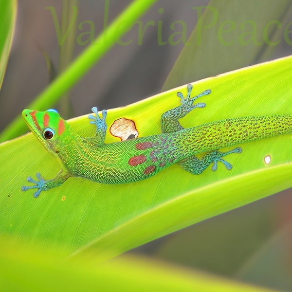 Gecko Photo - Lizard Photography - Gold Dust Day Gecko Print - Green Lizard Photo - Reptile Picture - Hawaii Big Island Wildlife Photography