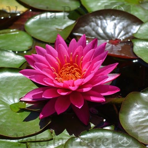 Fotografía de nenúfar - Fotografía de lirios - Fotografía de flores rosas - Impresión de nenúfar tropical - Fotografía de loto - Impresión floral cuadrada sobre metal de 10 x 10