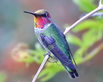 Anna's Hummingbird Photography Print, Hummingbird Photo, Bird Wall Décor, Metal Photo Art, Colorful Wildlife Photo Gift, Vertical Bird Photo