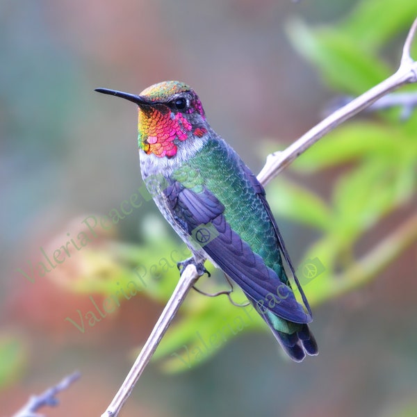 Anna's Hummingbird Photography Print, Hummingbird Photo, Bird Wall Décor, Metal Photo Art, Colorful Wildlife Photo Gift, Vertical Bird Photo